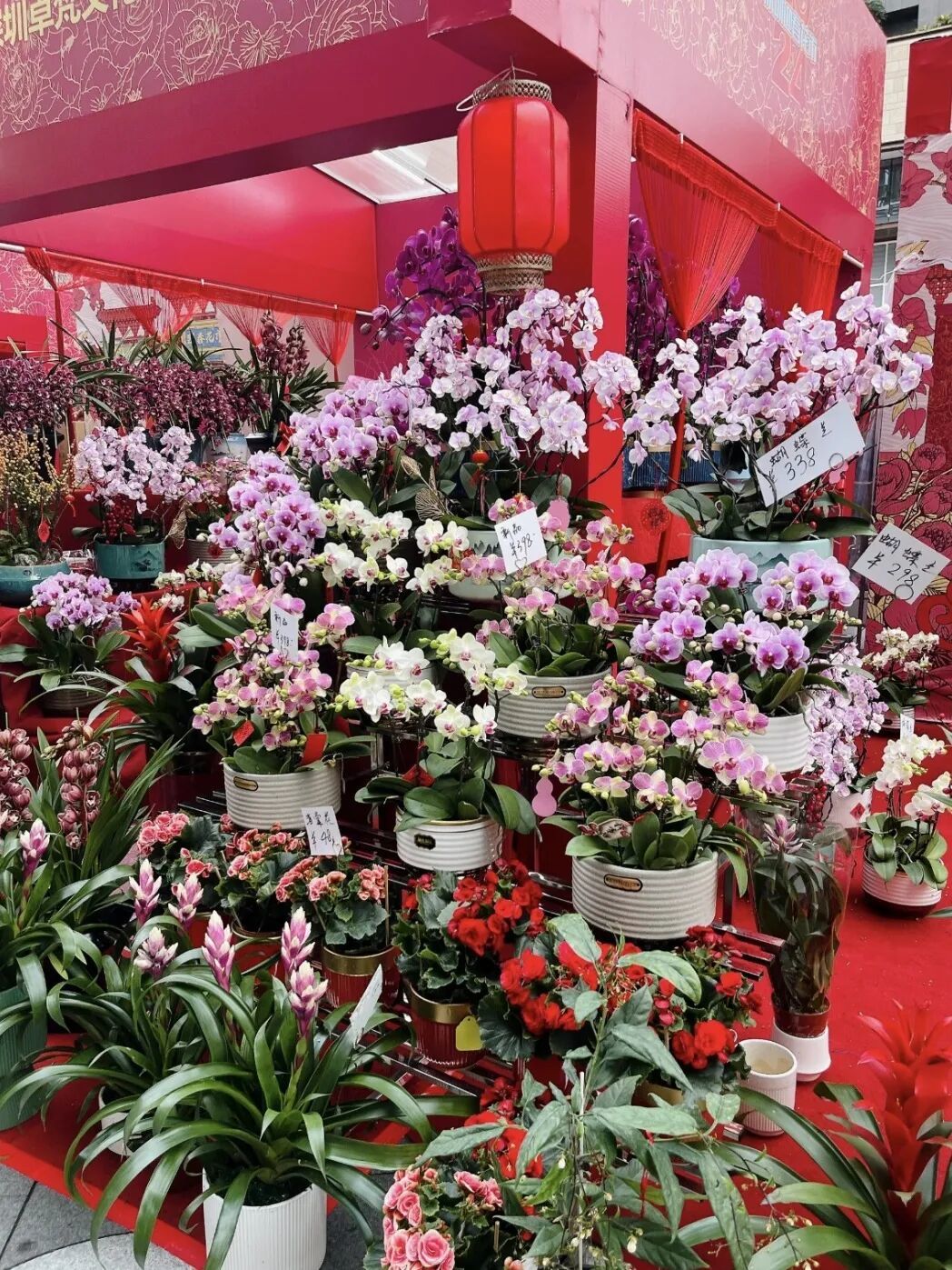 成都金溫江年宵花市2月8日開市，禮品花卉銷售熱力四射